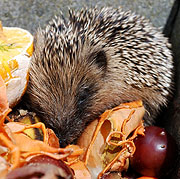 Igel im Herbst (©Foto: iStockphot LazingBee)